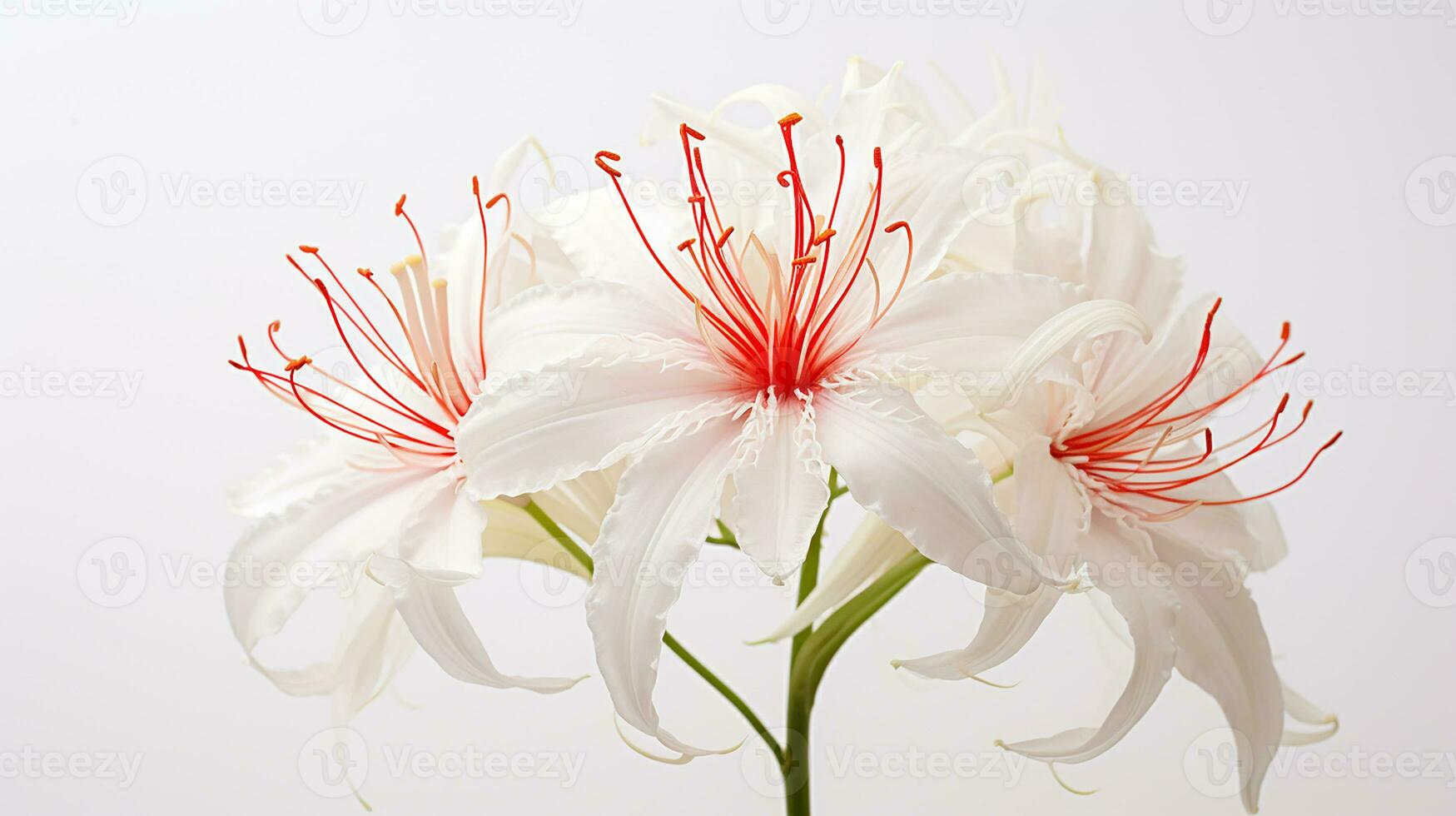 Photo of beautiful Spider Lily flower isolated on white background. Generative AI