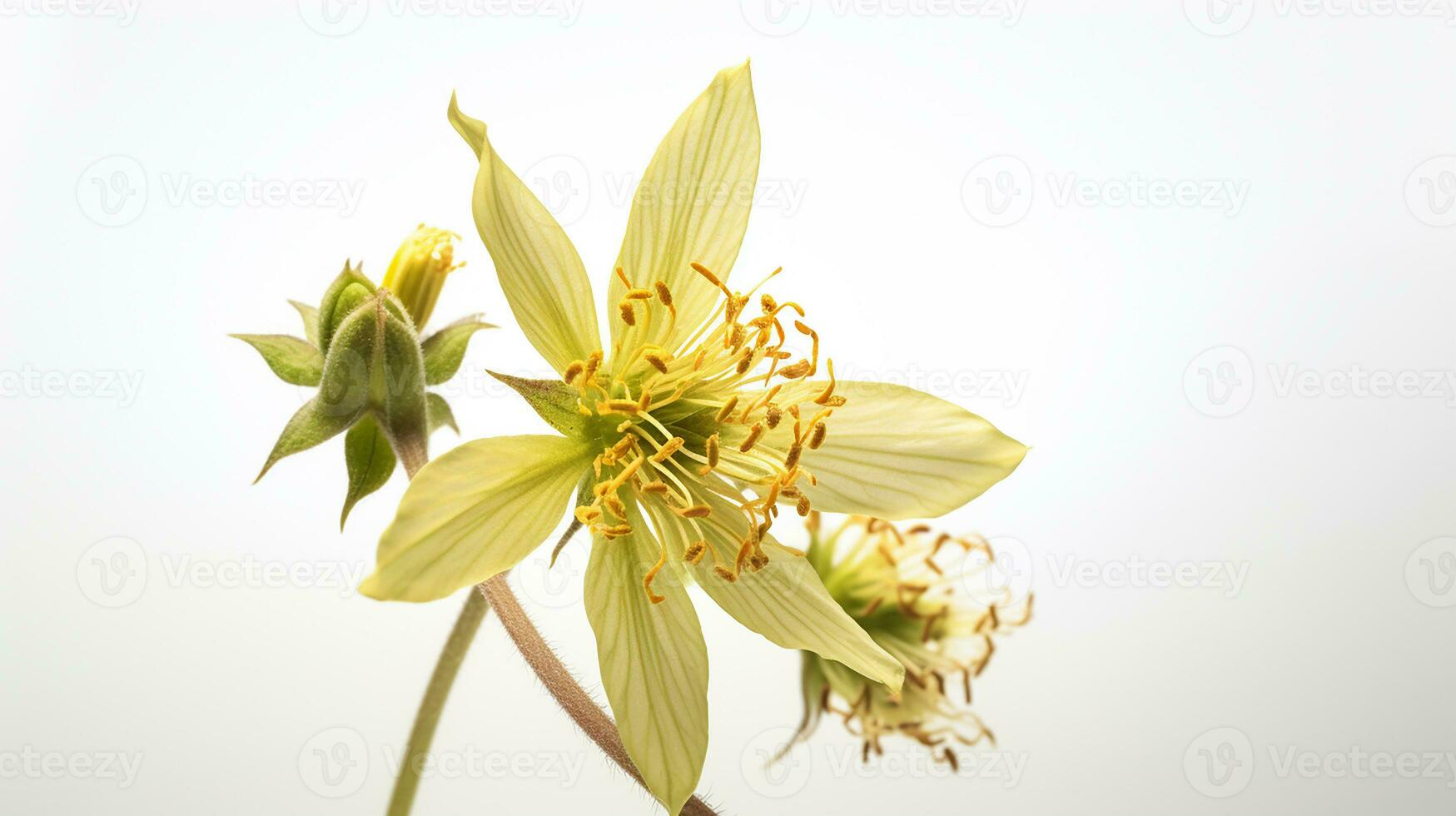 Photo of beautiful Bishop's Weed flower isolated on white background. Generative AI