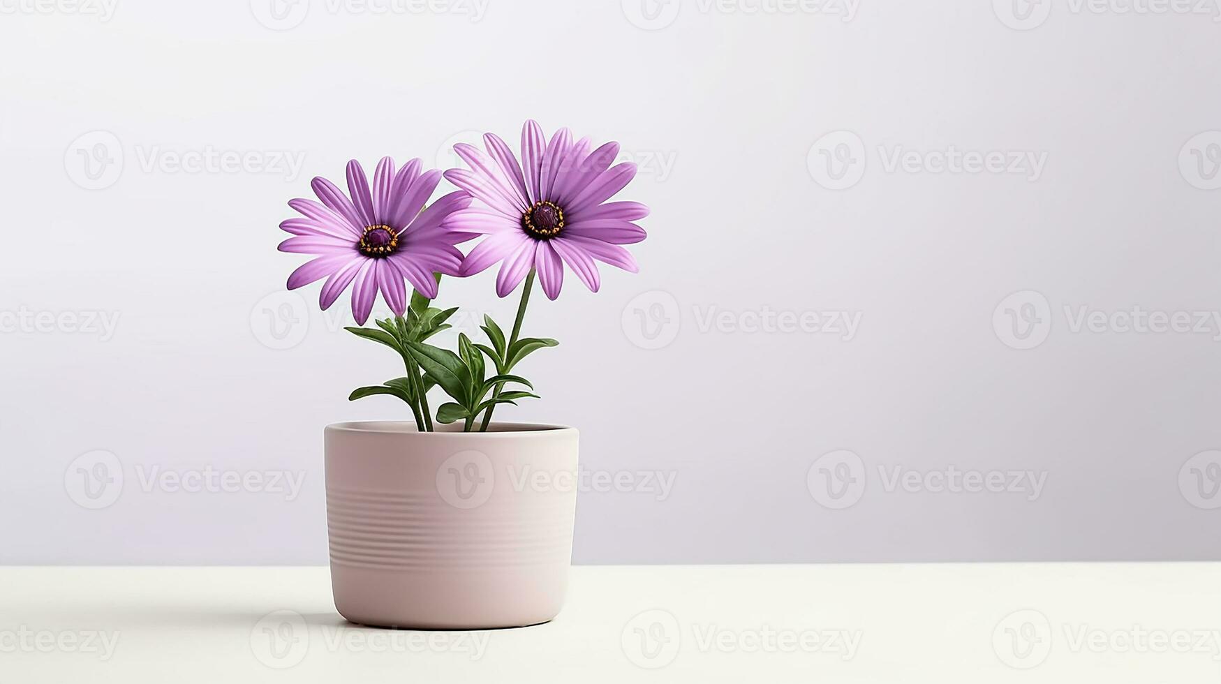 foto de osteospermum flor en maceta aislado en blanco antecedentes. generativo ai