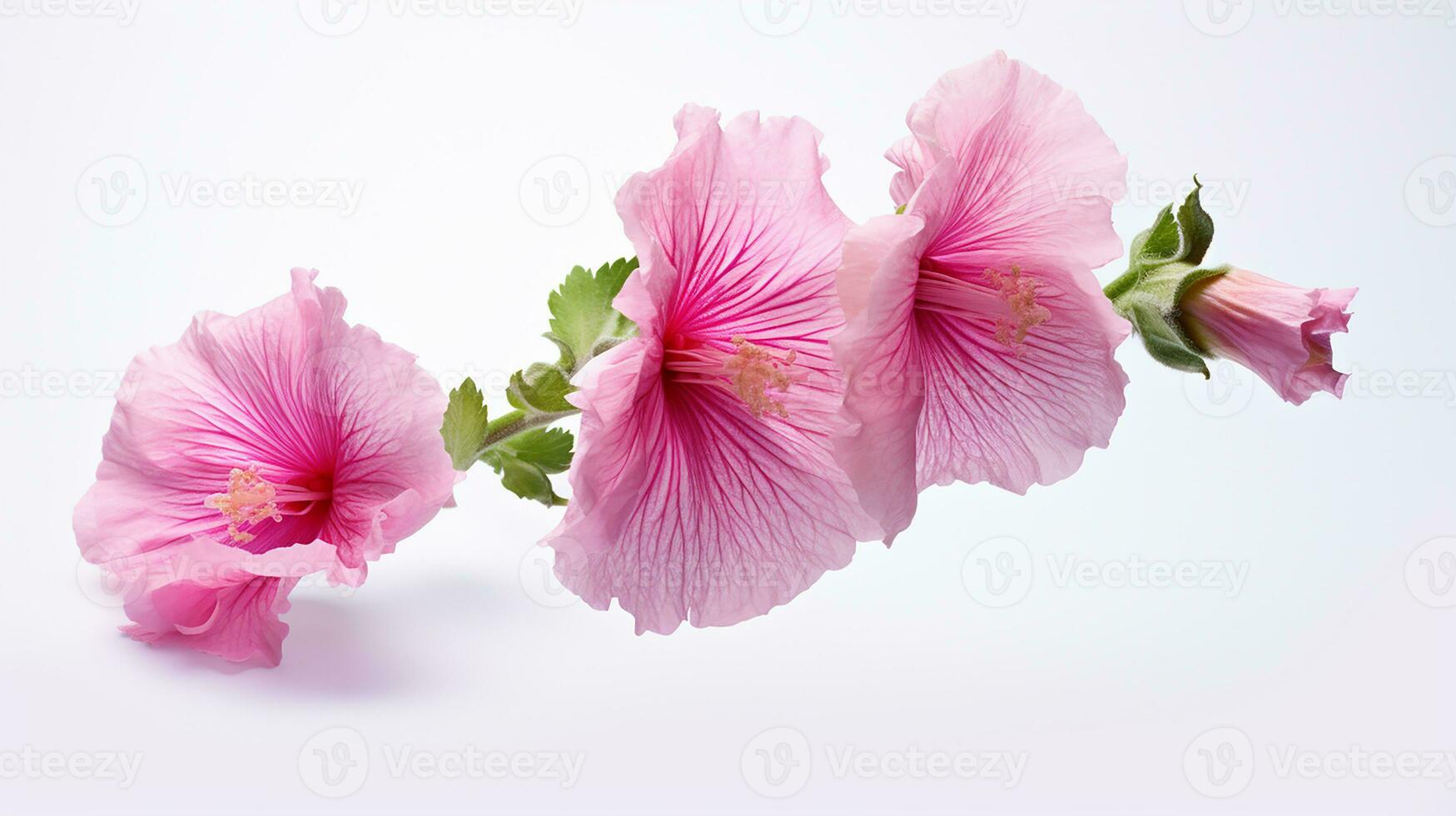 Photo of beautiful Hollyhock flower isolated on white background. Generative AI