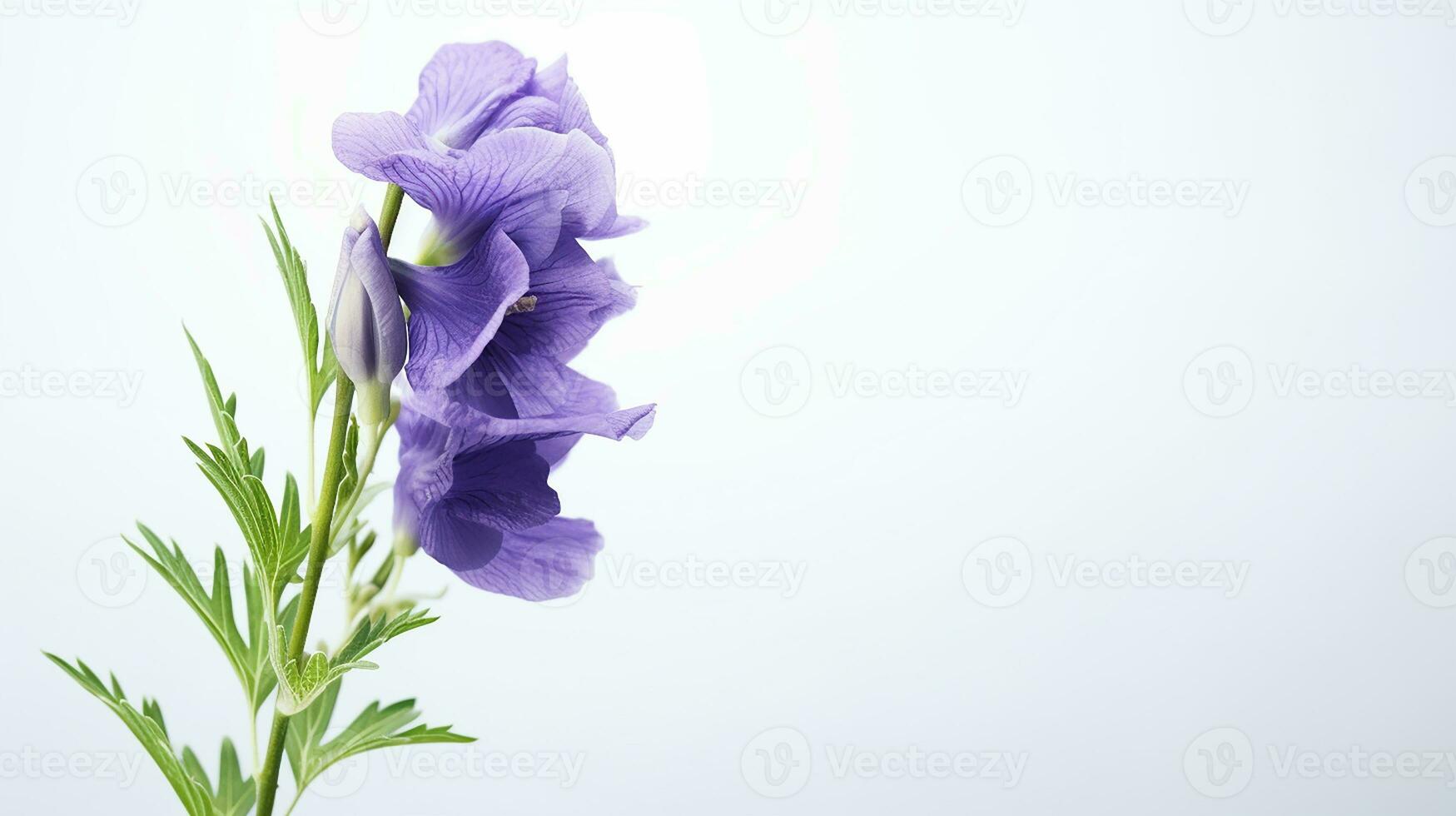 Photo of beautiful Monkshood flower isolated on white background. Generative AI