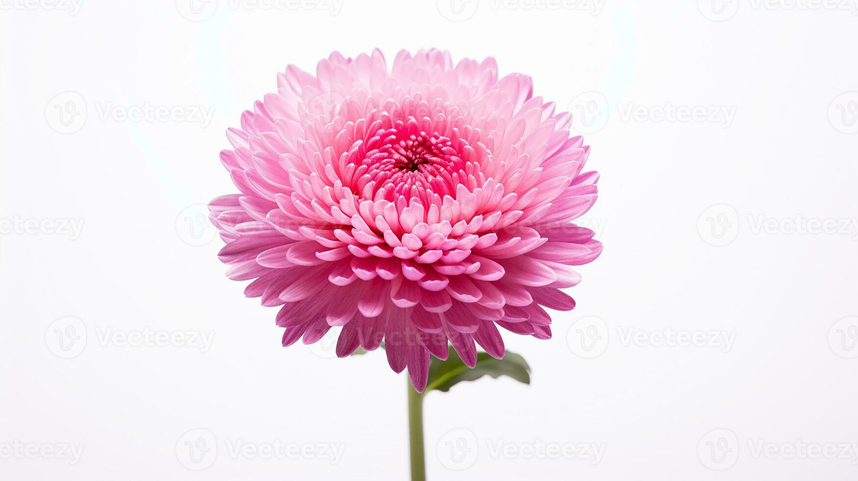 Photo of beautiful Everlasting flower isolated on white background. Generative AI