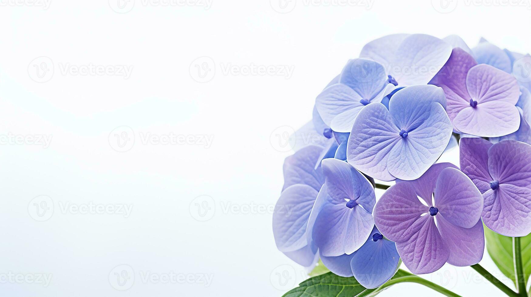 Photo of beautiful Hydrangea flower isolated on white background. Generative AI