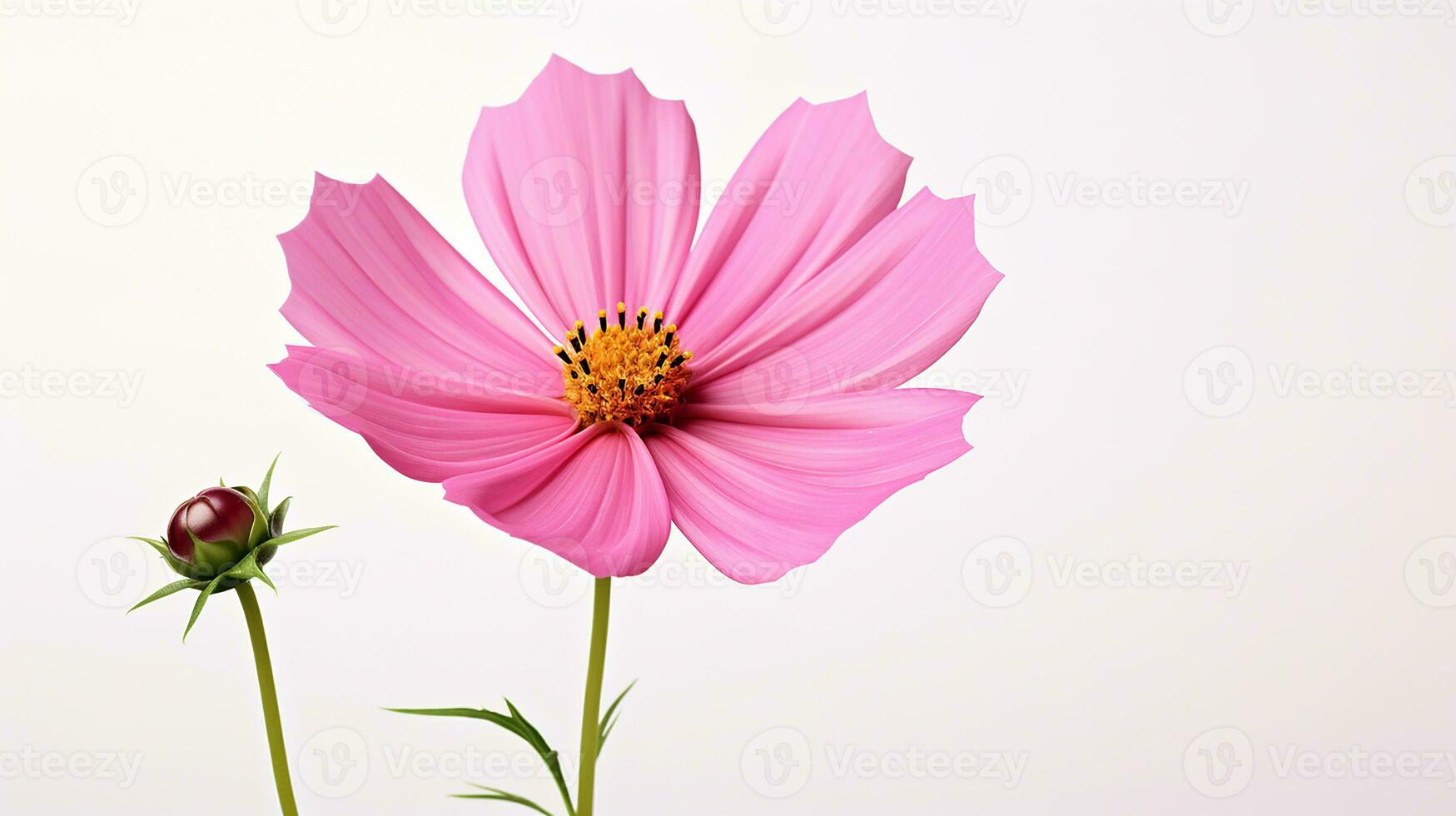 Photo of beautiful Cosmos flower isolated on white background. Generative AI