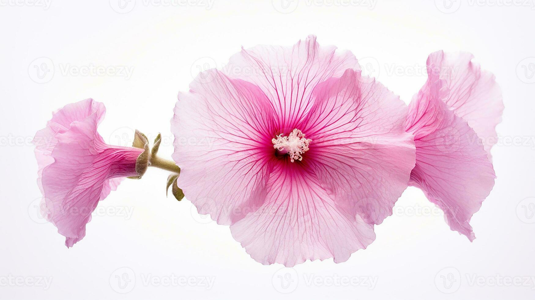 Photo of beautiful Hollyhock flower isolated on white background. Generative AI