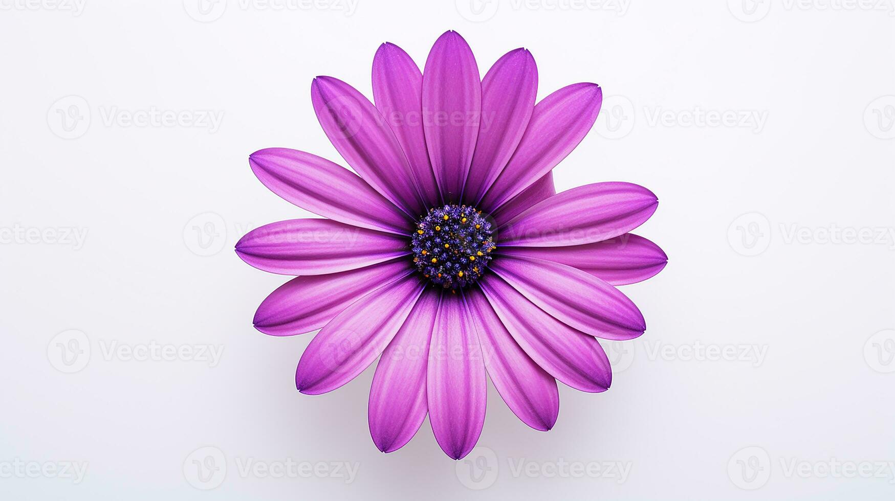 Photo of beautiful Osteospermum flower isolated on white background. Generative AI