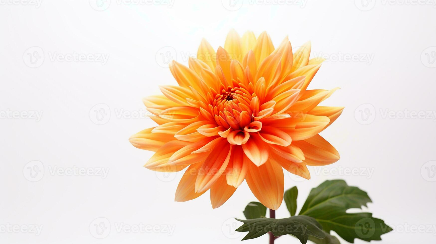 Photo of beautiful Stock flower isolated on white background. Generative AI