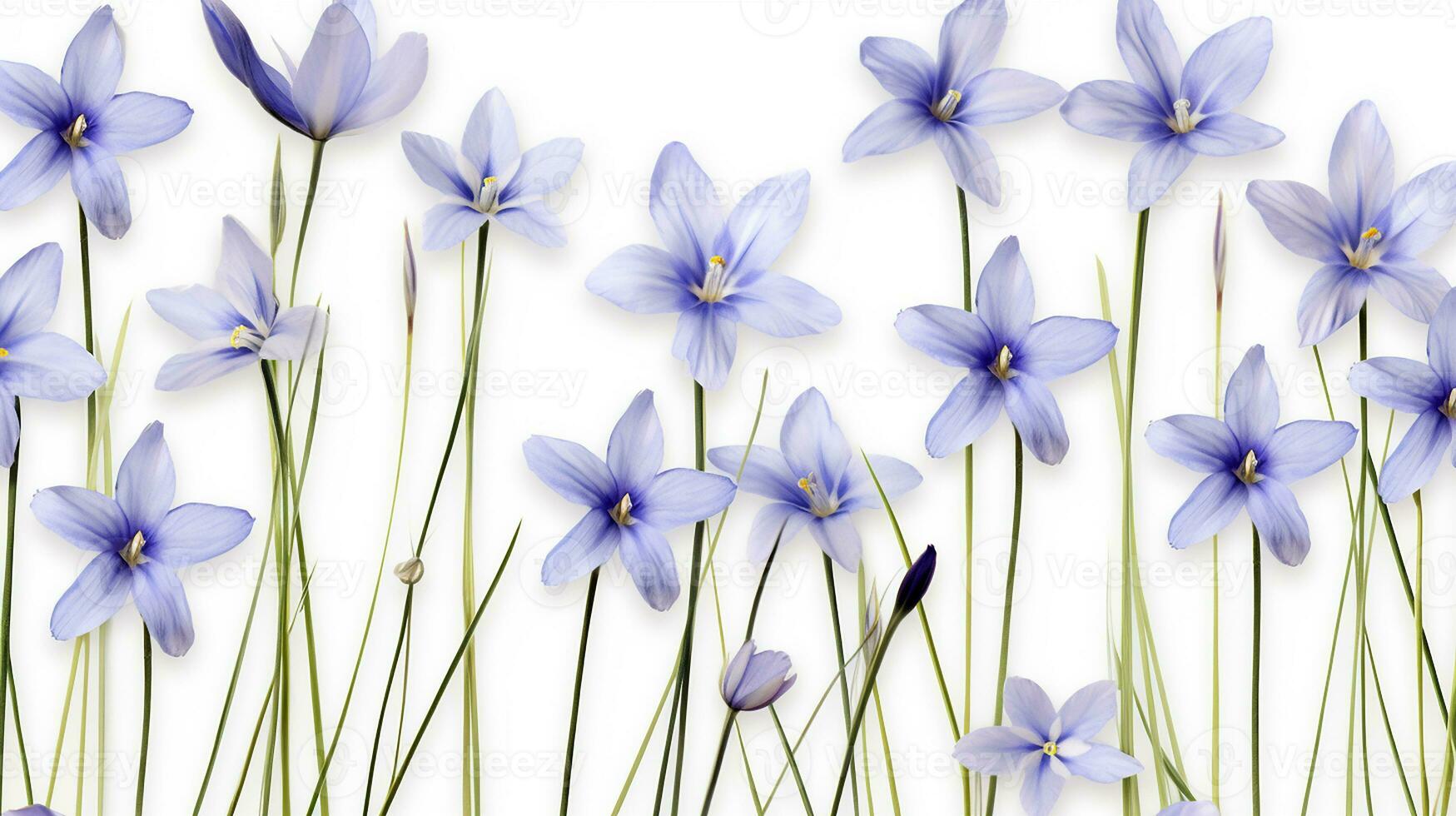 Blue Eyed Grass flower pattern background. Flower background texture. Generative AI photo