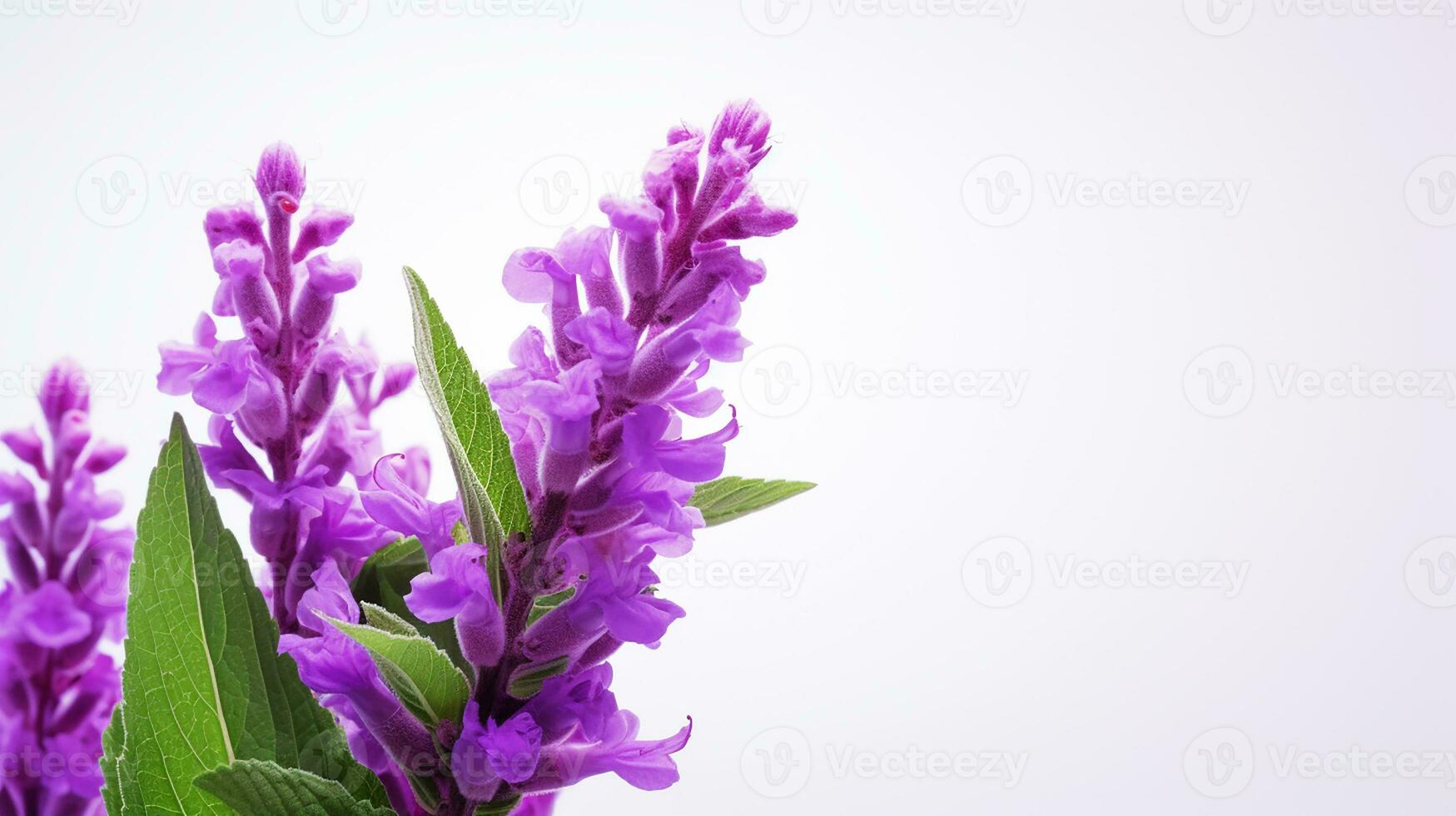 Photo of beautiful Salvia flower isolated on white background. Generative AI