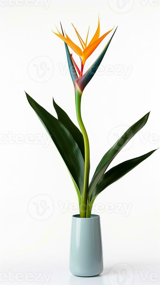 Photo of Bird of Paradise flower in pot isolated on white background. Generative AI