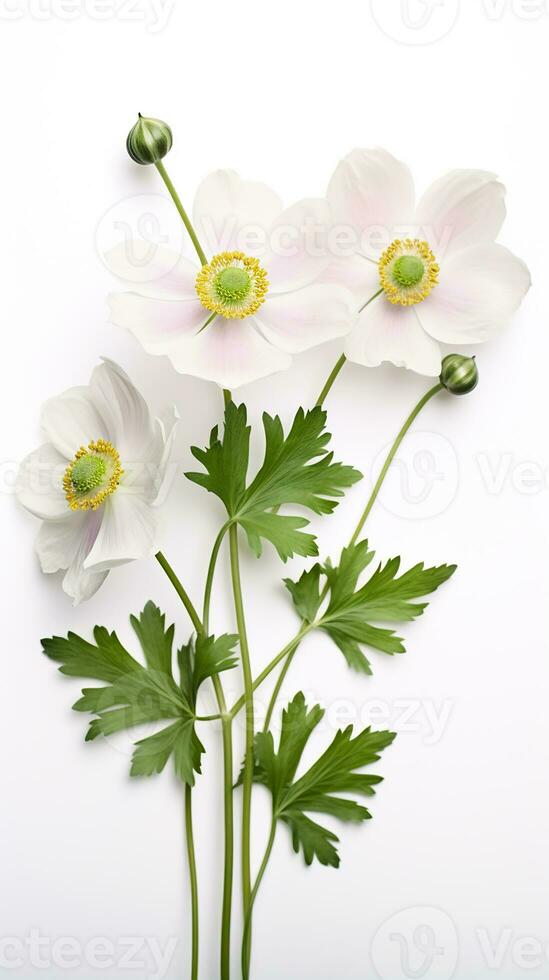 Photo of beautiful Anemone flower isolated on white background. Generative AI