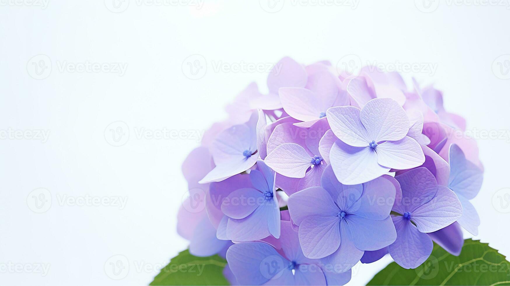 Photo of beautiful Hydrangea flower isolated on white background. Generative AI