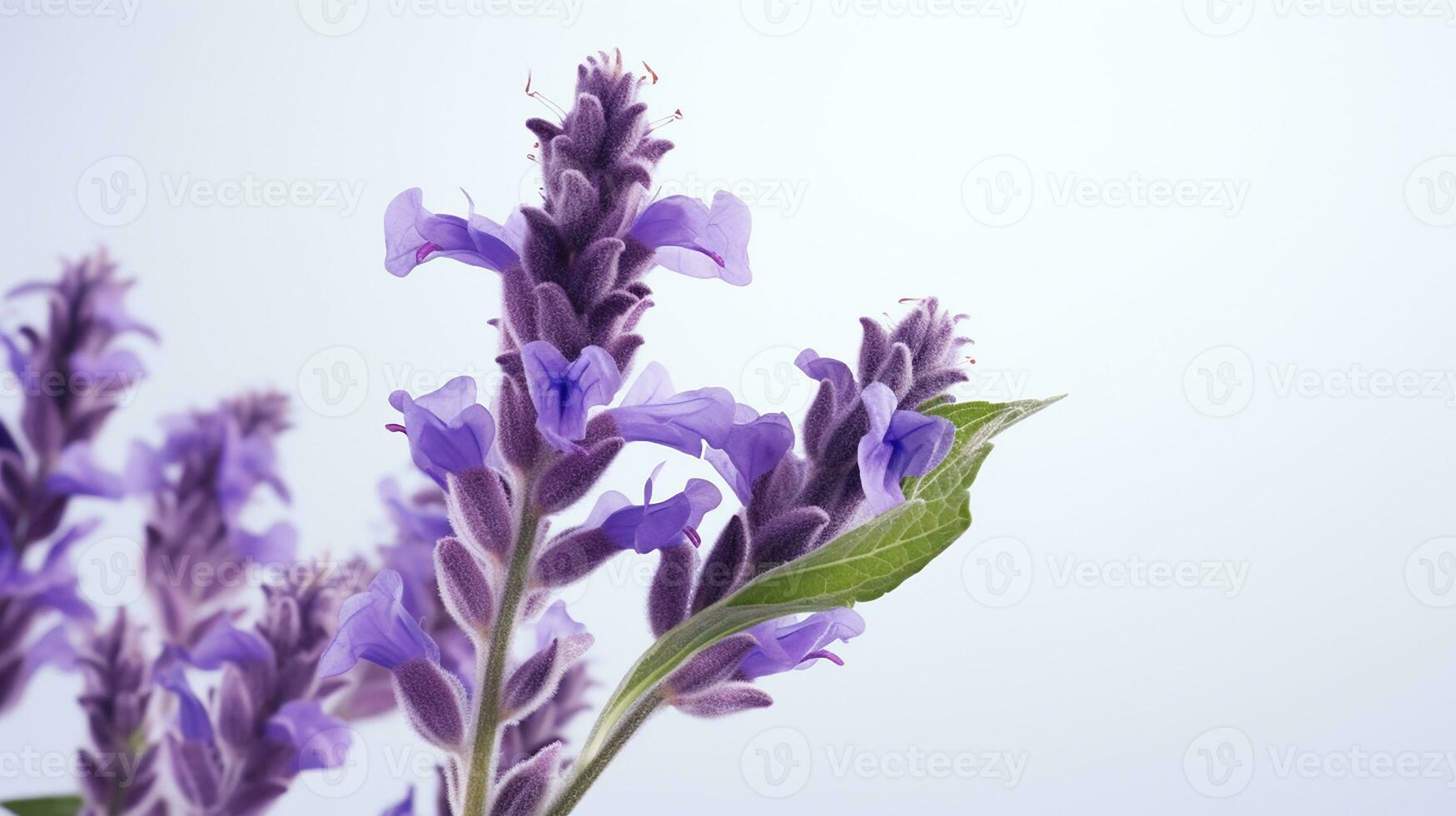 Photo of beautiful Salvia flower isolated on white background. Generative AI