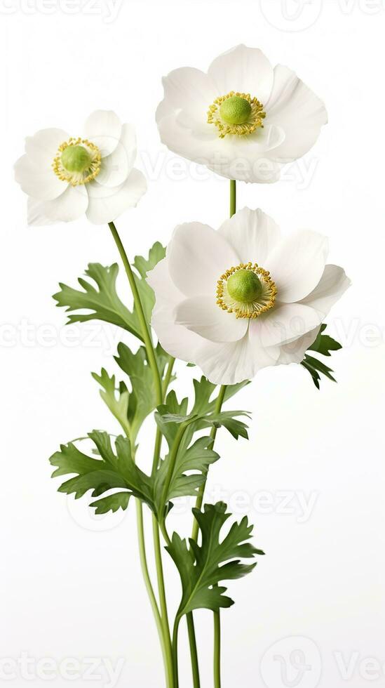 Photo of beautiful Anemone flower isolated on white background. Generative AI