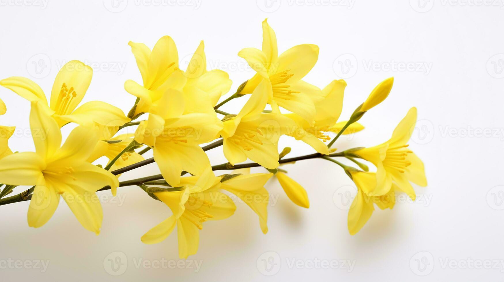Photo of beautiful Winter Jasmine flower isolated on white background. Generative AI