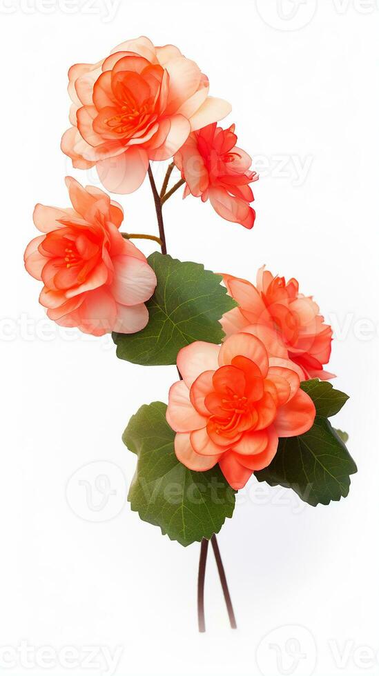 Photo of beautiful Begonia flower isolated on white background. Generative AI