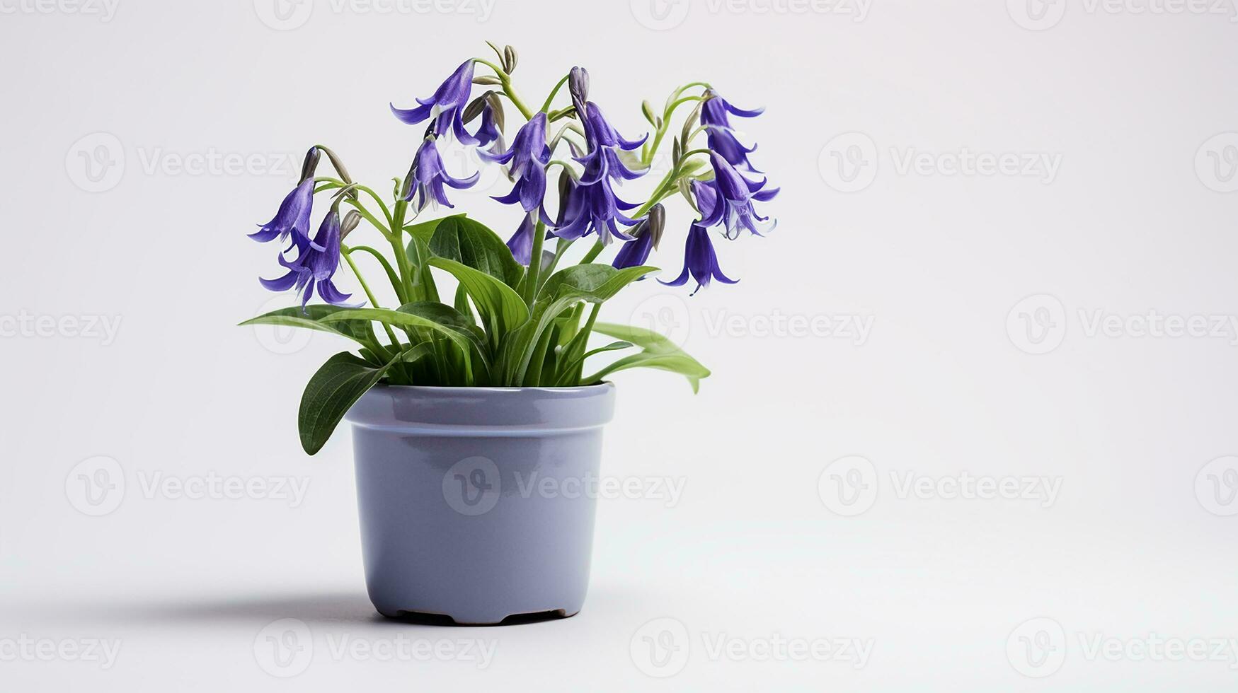 Photo of Virginia Bluebell flower in pot isolated on white background. Generative AI