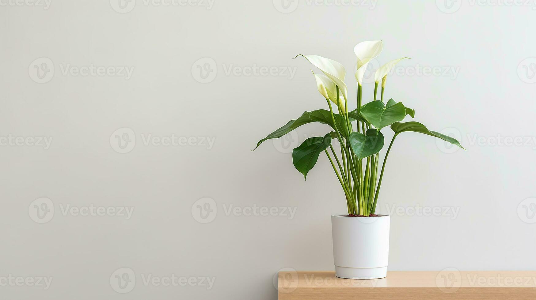 Photo of Zantedeschia flower in pot isolated on white background. Generative AI