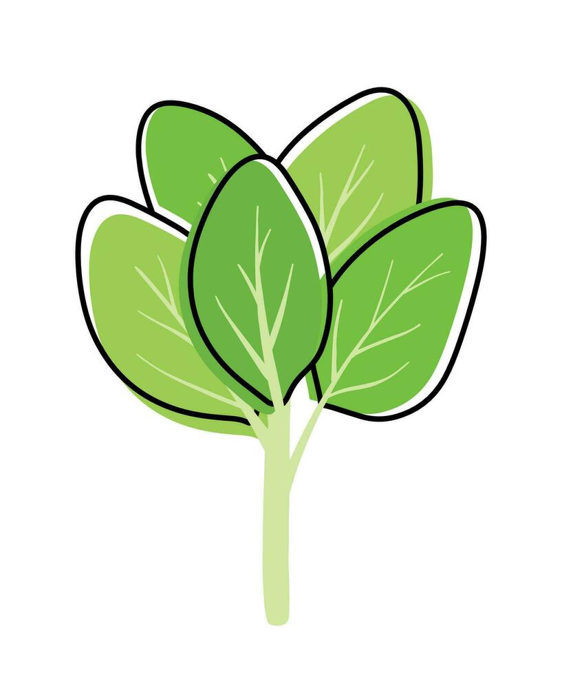 Spinach Leaves Vegetable Vector Illustration Image