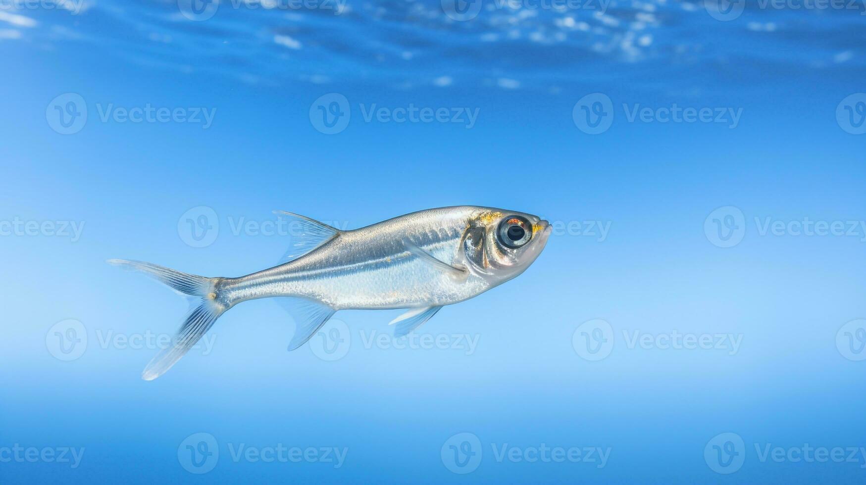 Photo of a X-ray Tetra under Blue Sky. Generative AI