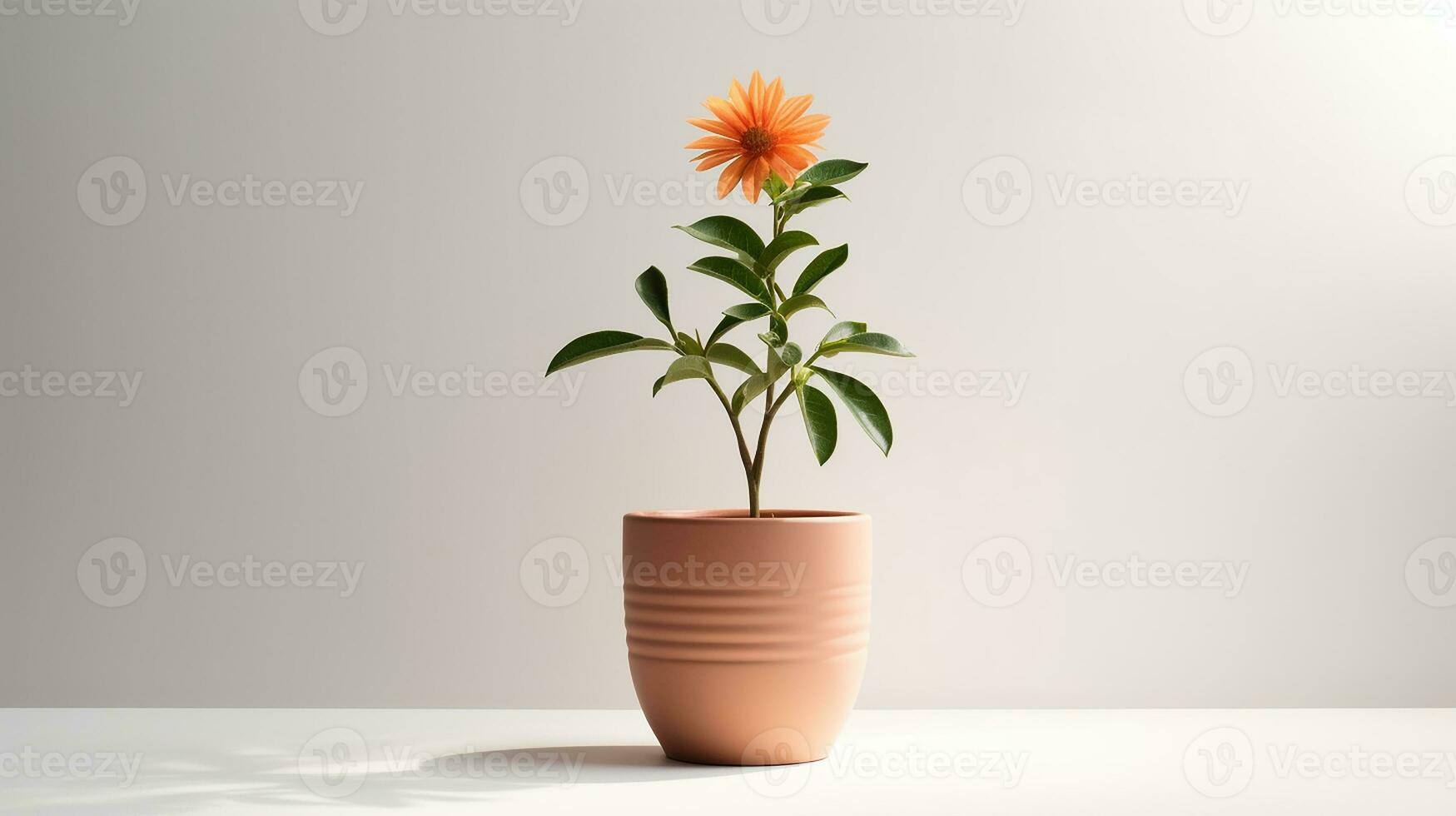 Photo of Sun Rose flower in pot isolated on white background. Generative AI