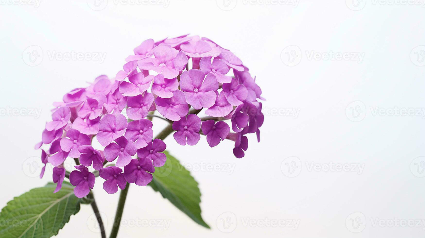 foto de hermosa verbena flor aislado en blanco antecedentes. generativo ai