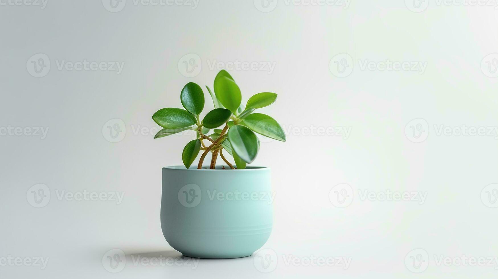 Photo of Peperomia flower in pot isolated on white background. Generative AI