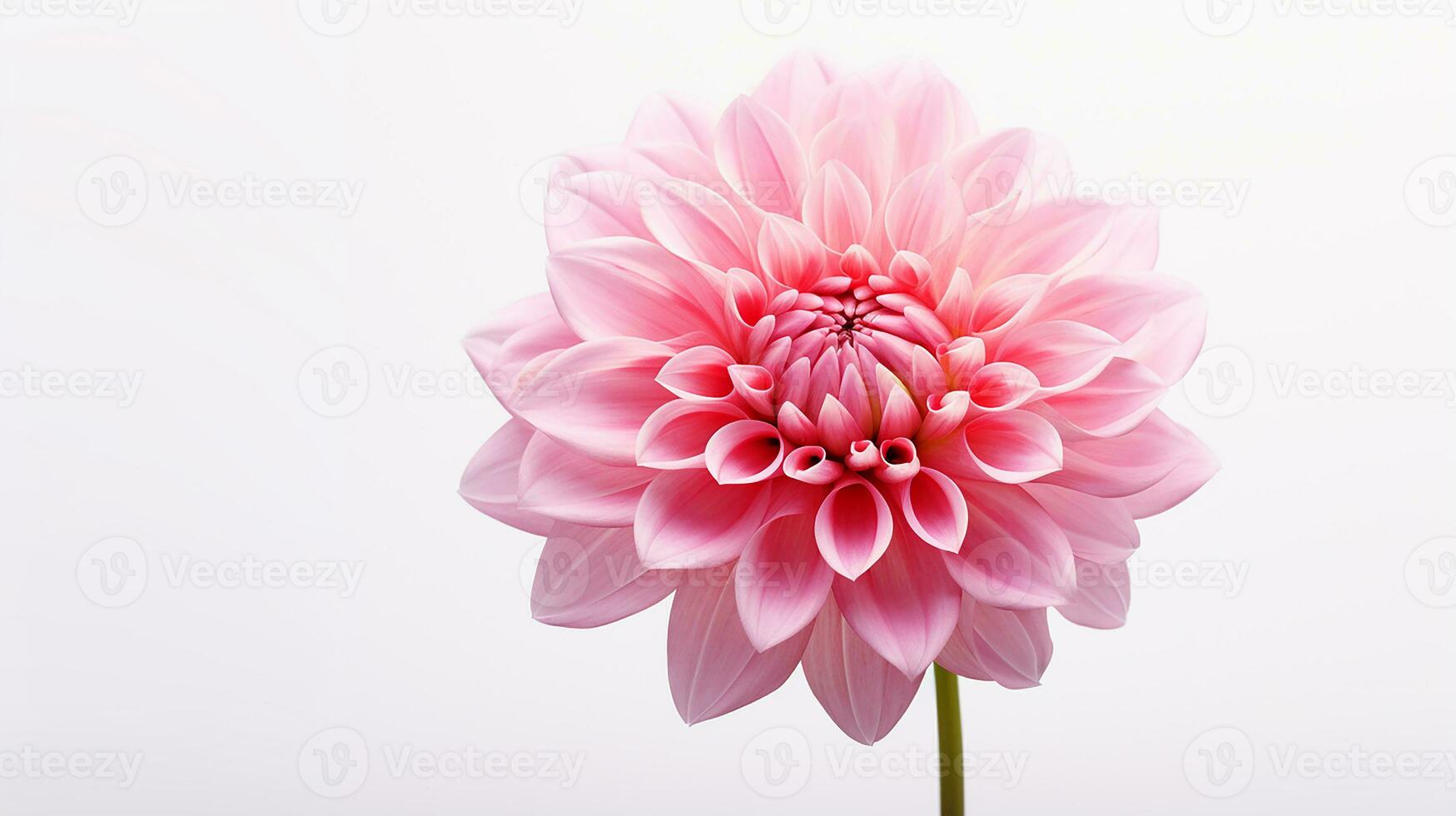 foto de hermosa rosado flor aislado en blanco antecedentes. generativo ai