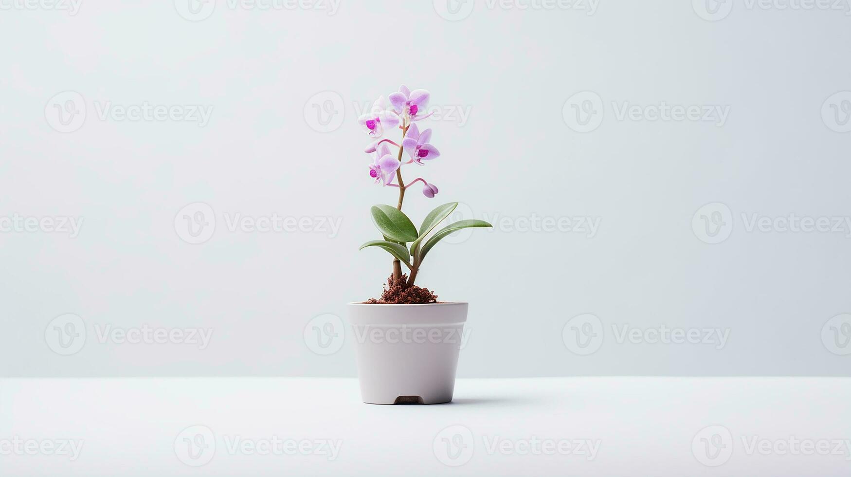 Photo of Monkey Orchid flower in pot isolated on white background. Generative AI