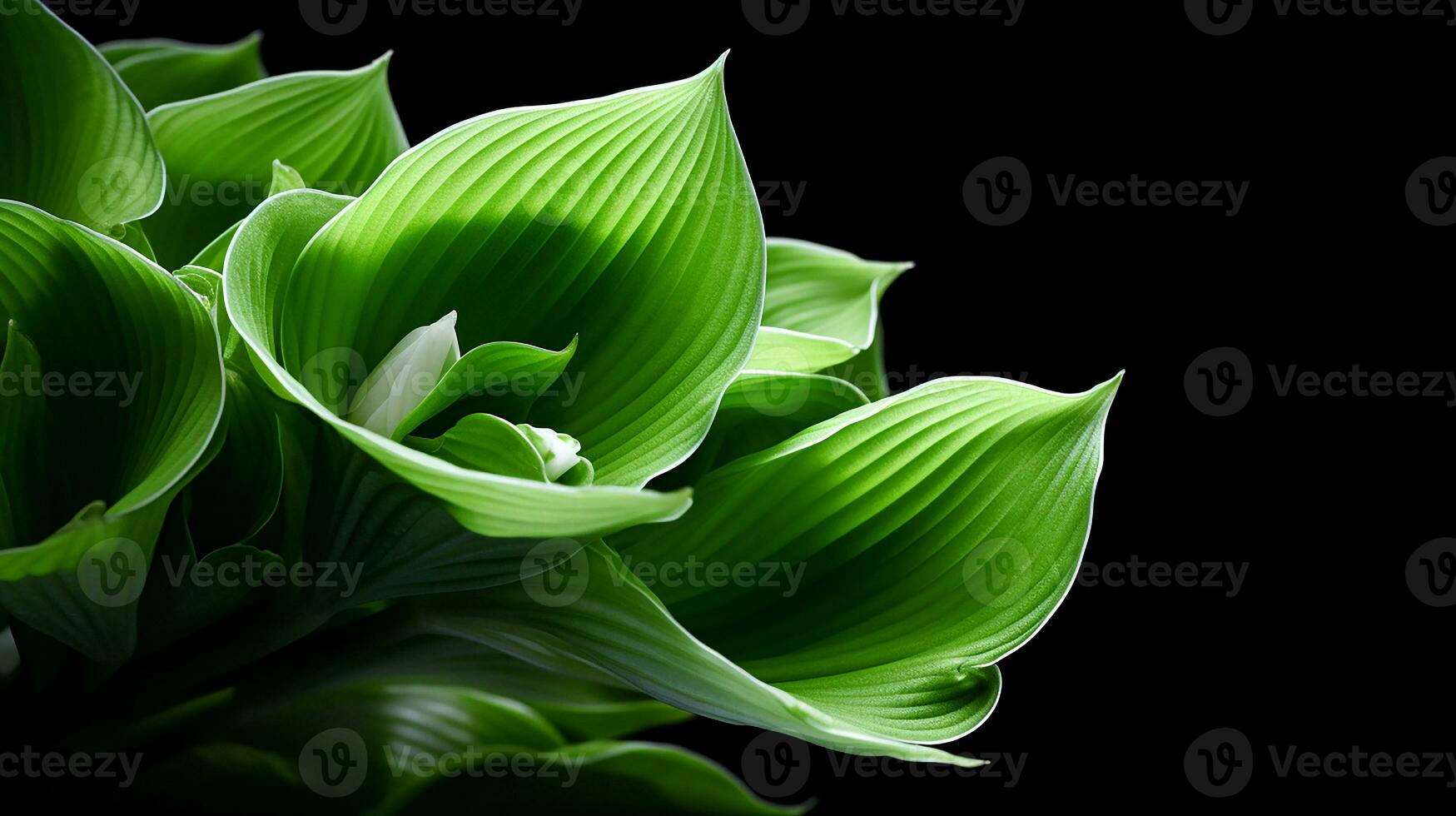 Photo of beautiful Hosta flower isolated on white background. Generative AI