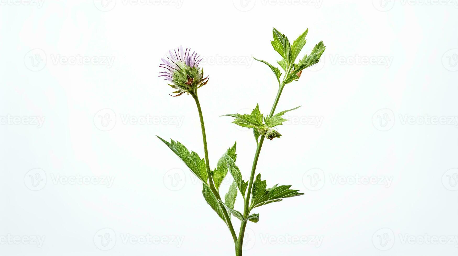 Photo of beautiful Bishop's Weed flower isolated on white background. Generative AI