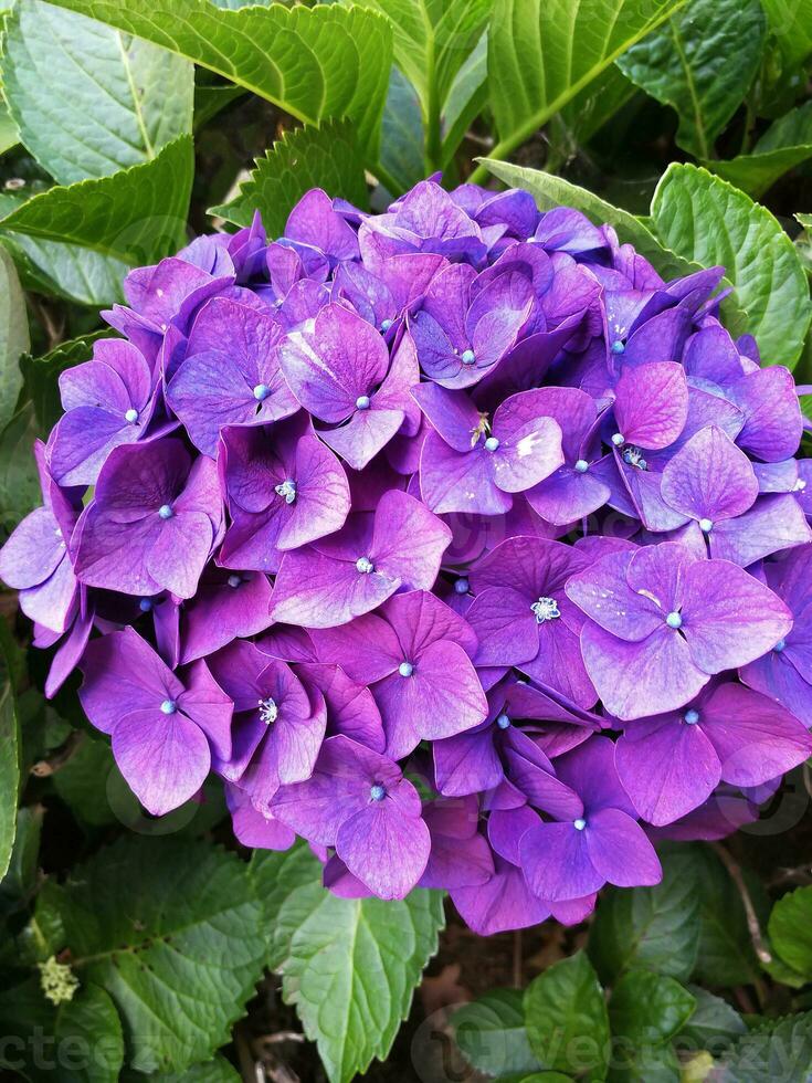 Hydrangeas are the typical flowers of the Azores Islands photo