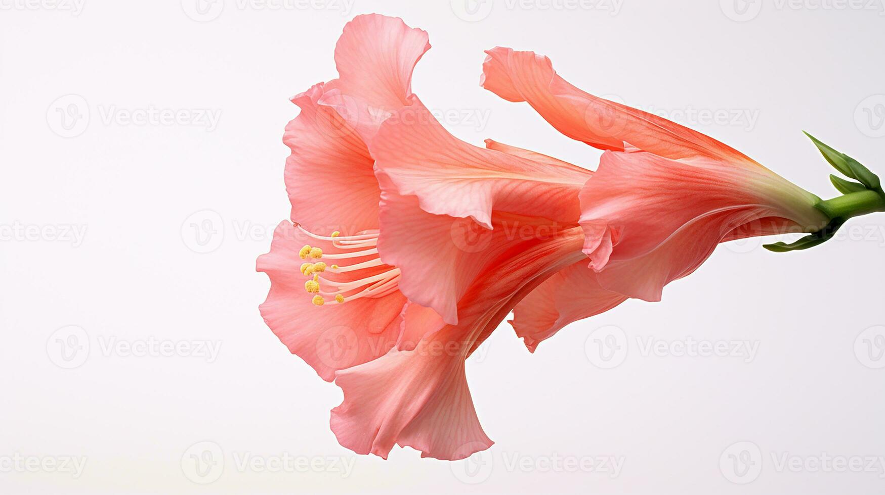 Photo of beautiful Gladiolus flower isolated on white background. Generative AI