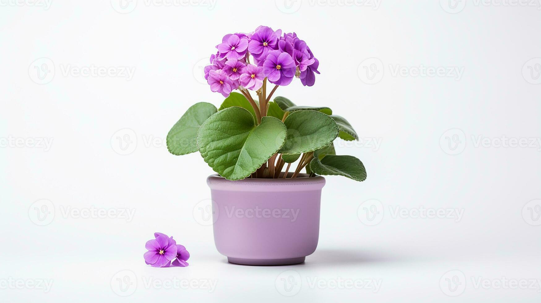 Photo of Primula flower in pot isolated on white background. Generative AI