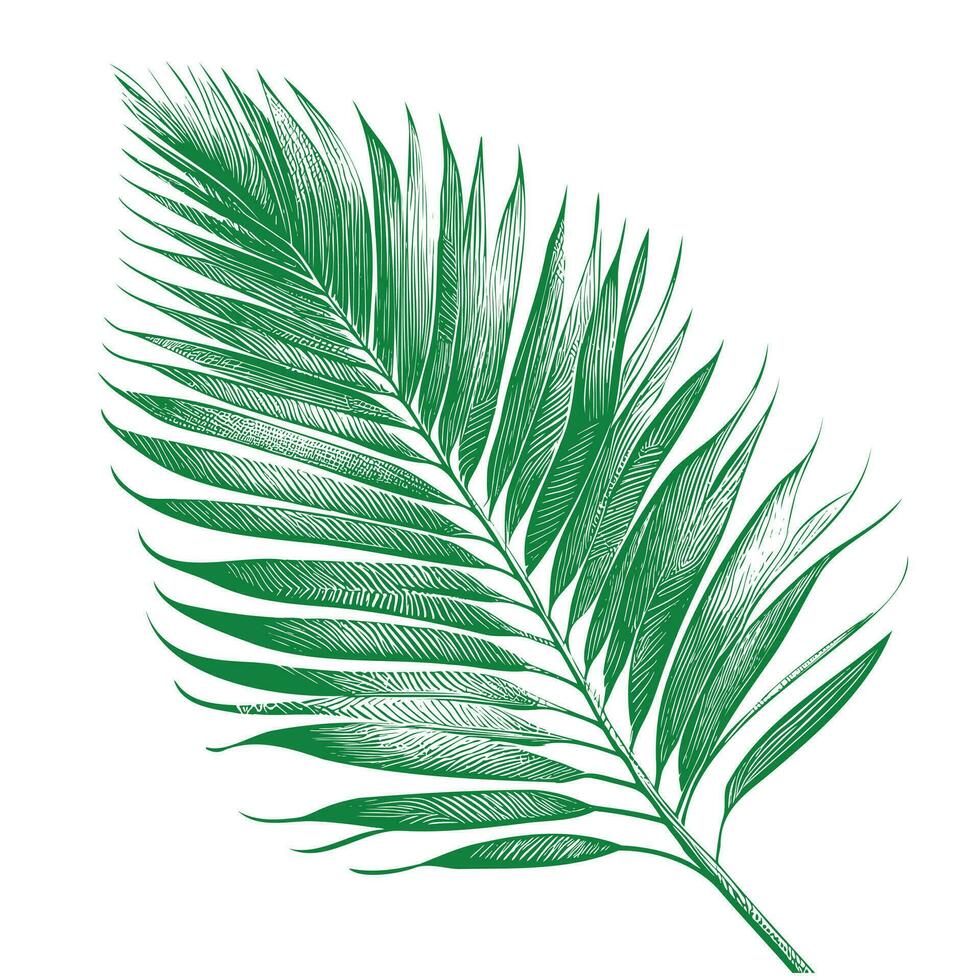 Palm tree leaf hand drawn sketch Vector illustration Plant