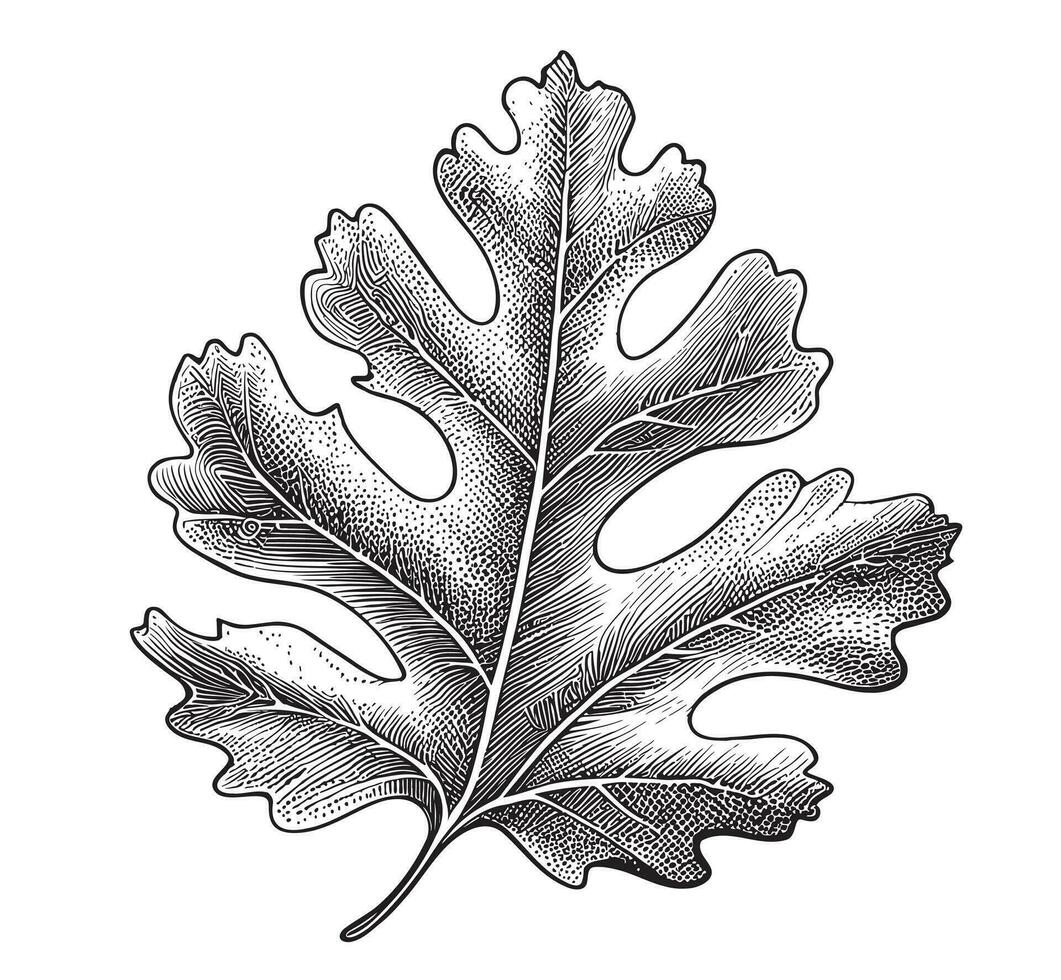 Oak leaf hand drawn sketch Vector illustration in doodle style Plants