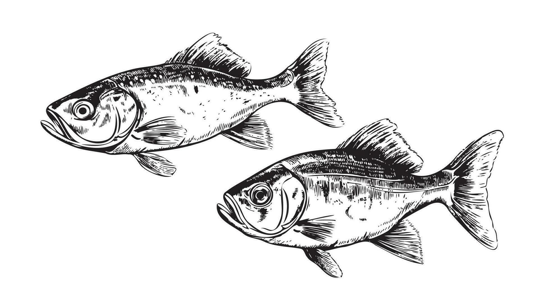 Two fish sketch hand drawn Vector illustration