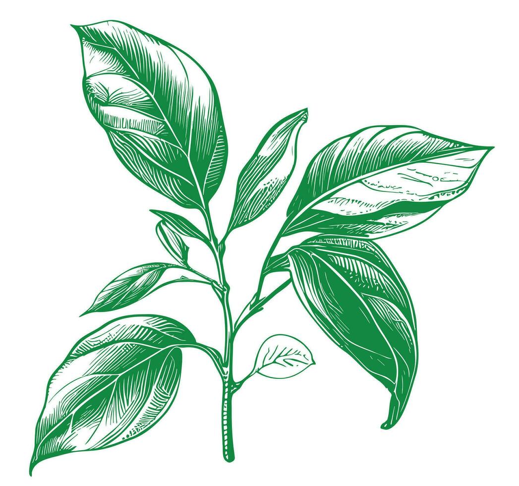 Tea leaf sketch hand drawn Vector illustration in doodle style