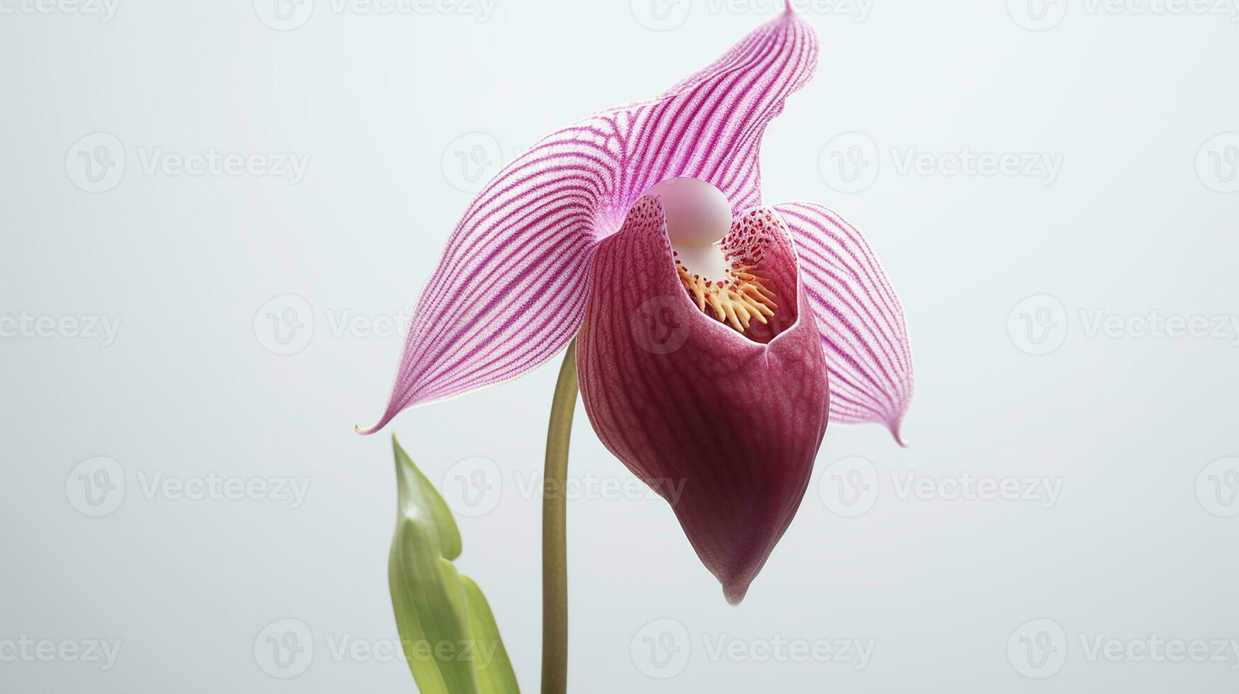 Photo of beautiful Lady's Slipper flower isolated on white background. Generative AI