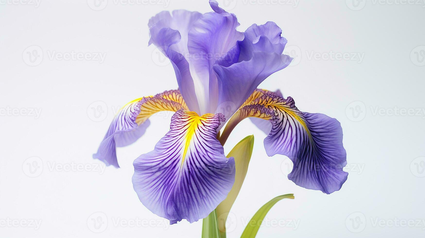 Photo of beautiful Iris flower isolated on white background. Generative AI