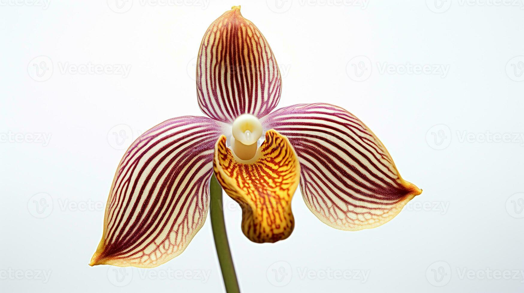 foto de hermosa mono orquídea flor aislado en blanco antecedentes. generativo ai