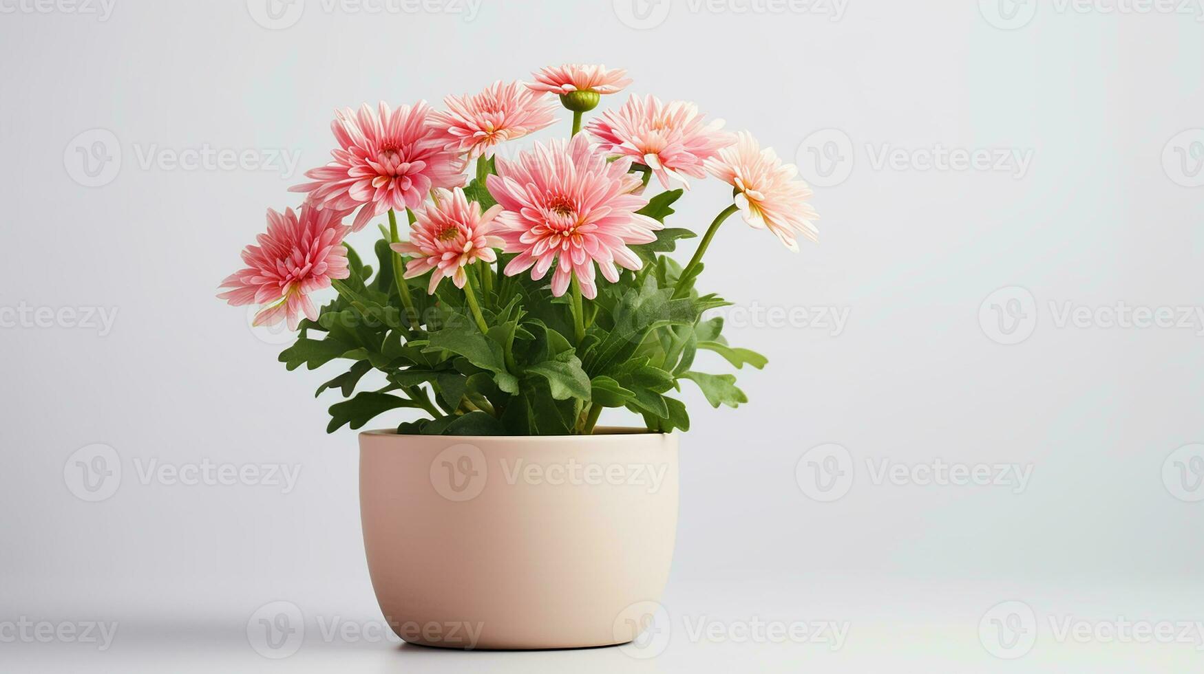 Photo of Chrysanthemum flower in pot isolated on white background. Generative AI