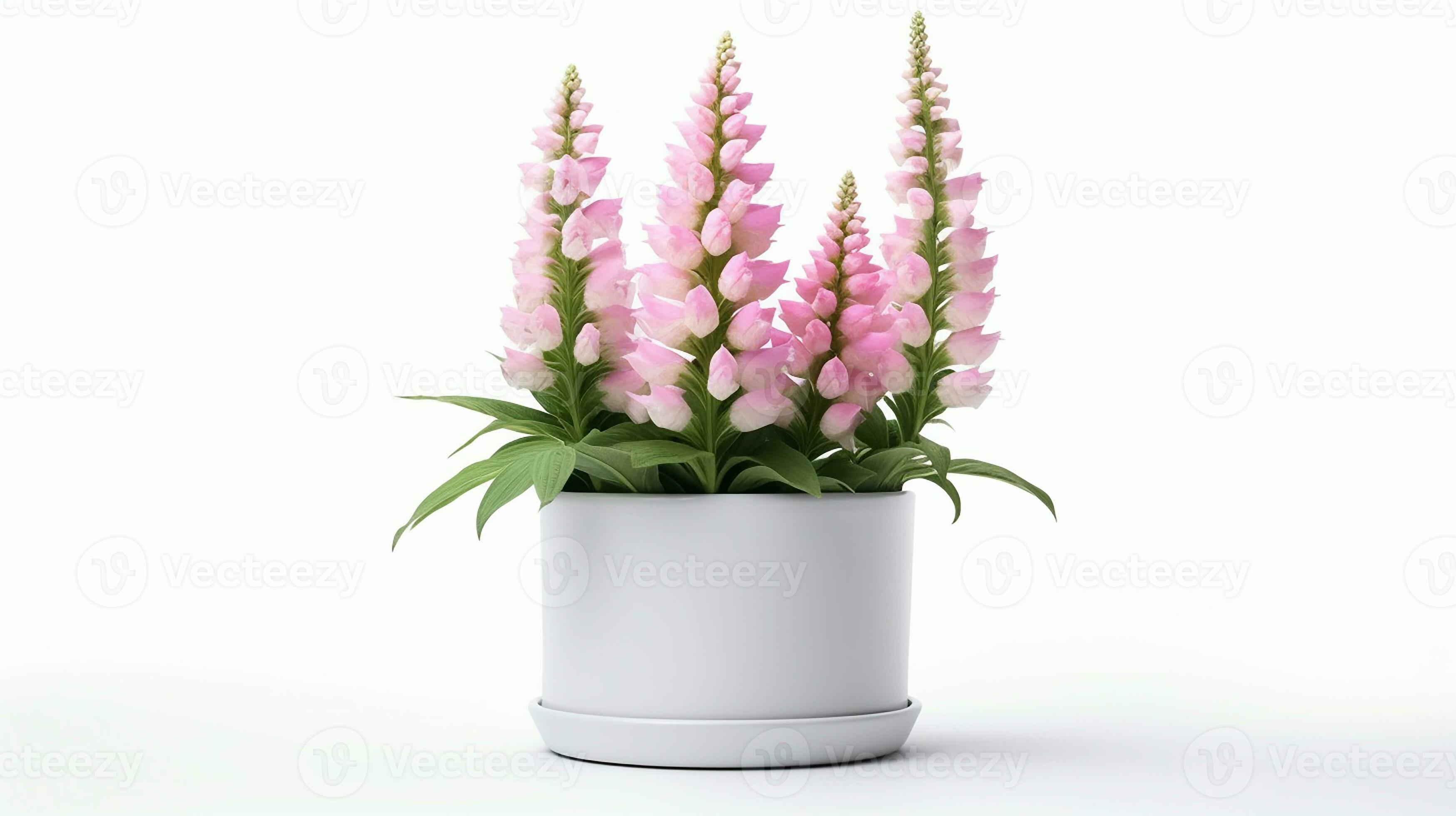 Photo of Digitalis flower in pot isolated on white background