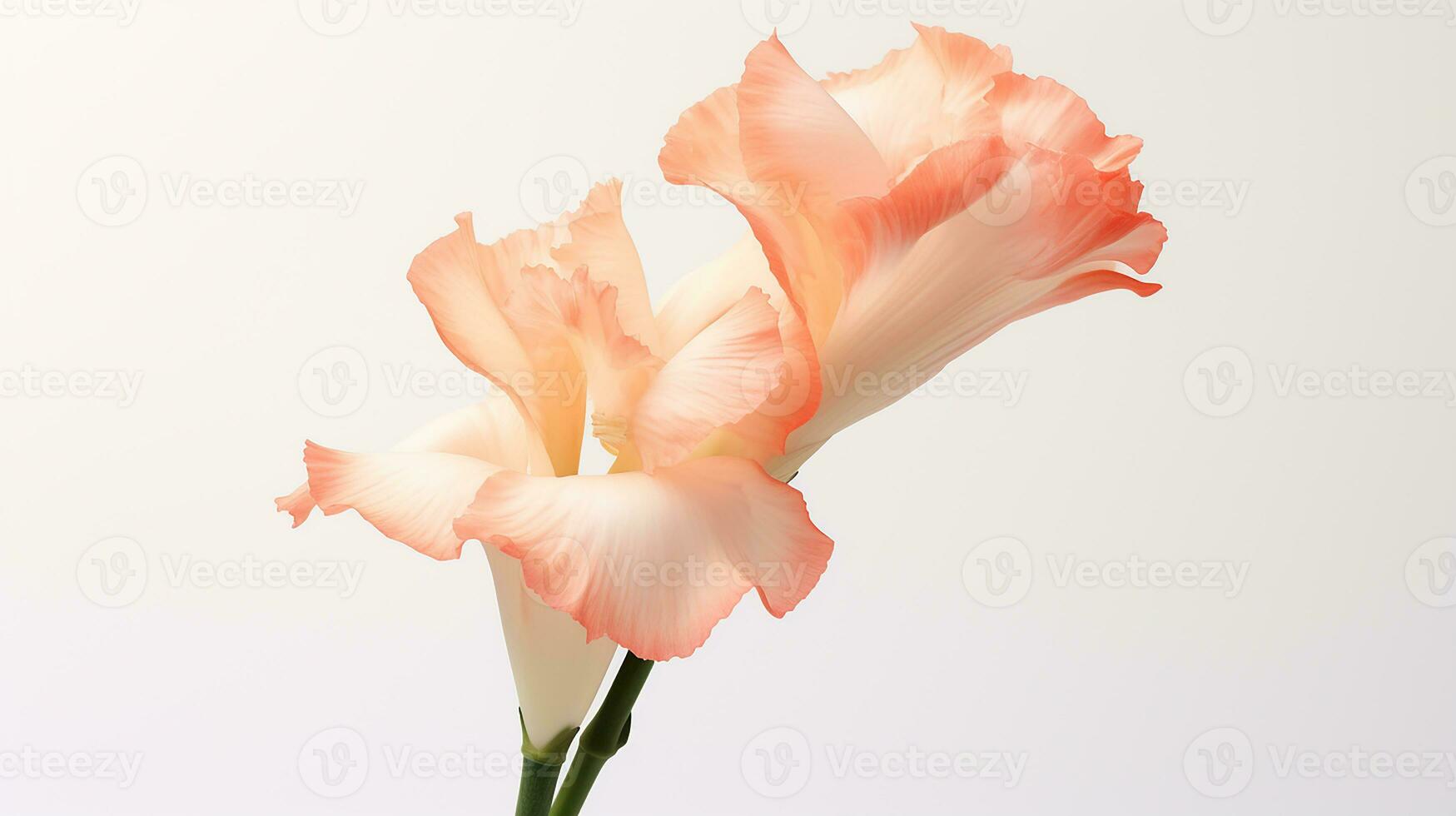 Photo of beautiful Gladiolus flower isolated on white background. Generative AI