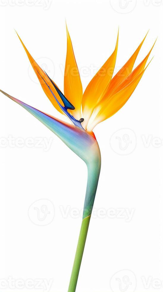 Photo of beautiful Bird of Paradise flower isolated on white background. Generative AI