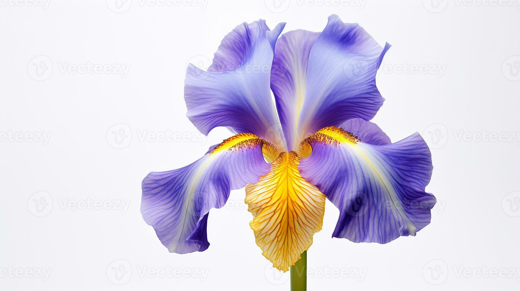 Photo of beautiful Iris flower isolated on white background. Generative AI