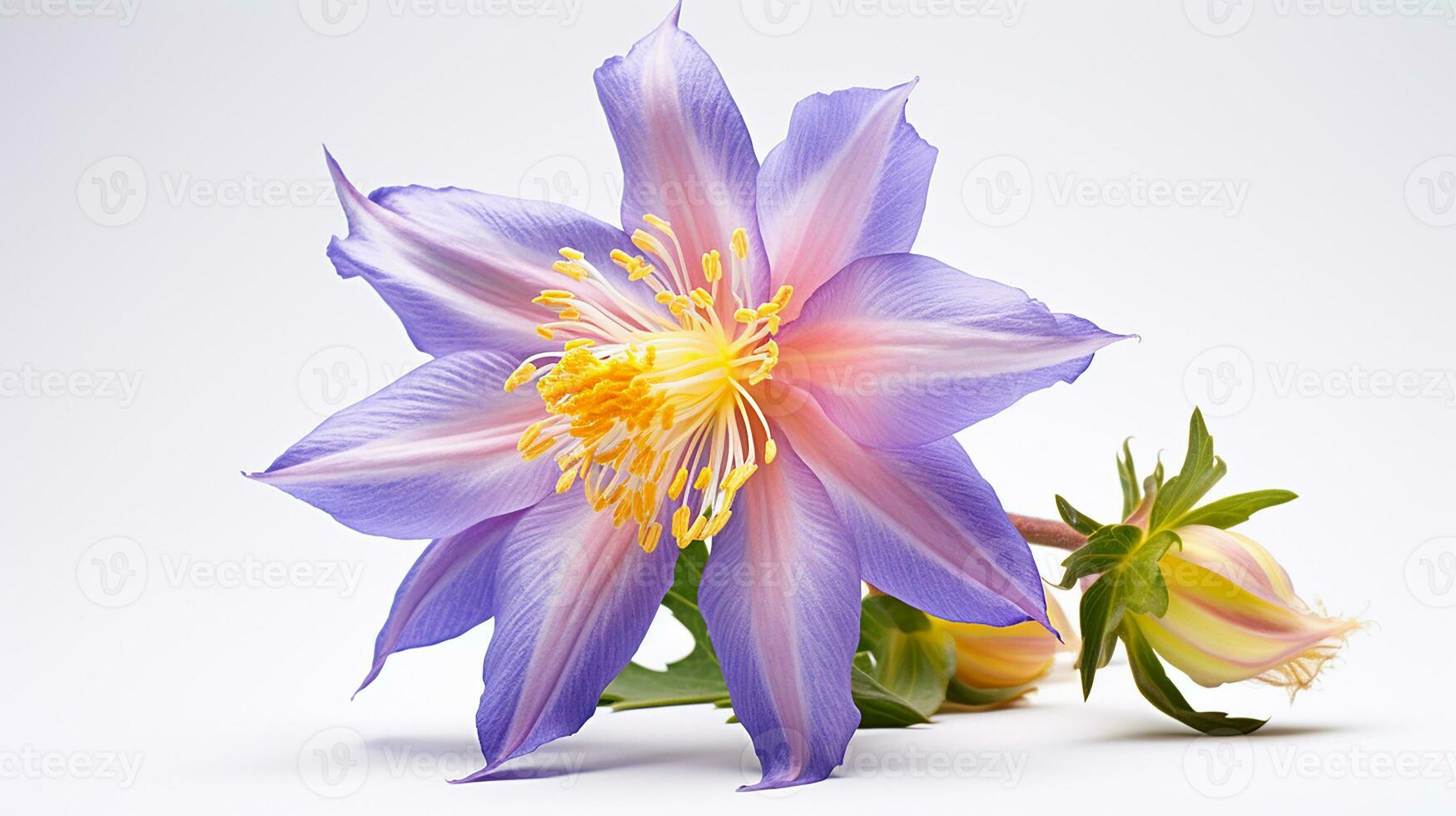 Photo of beautiful Columbine flower isolated on white background. Generative AI