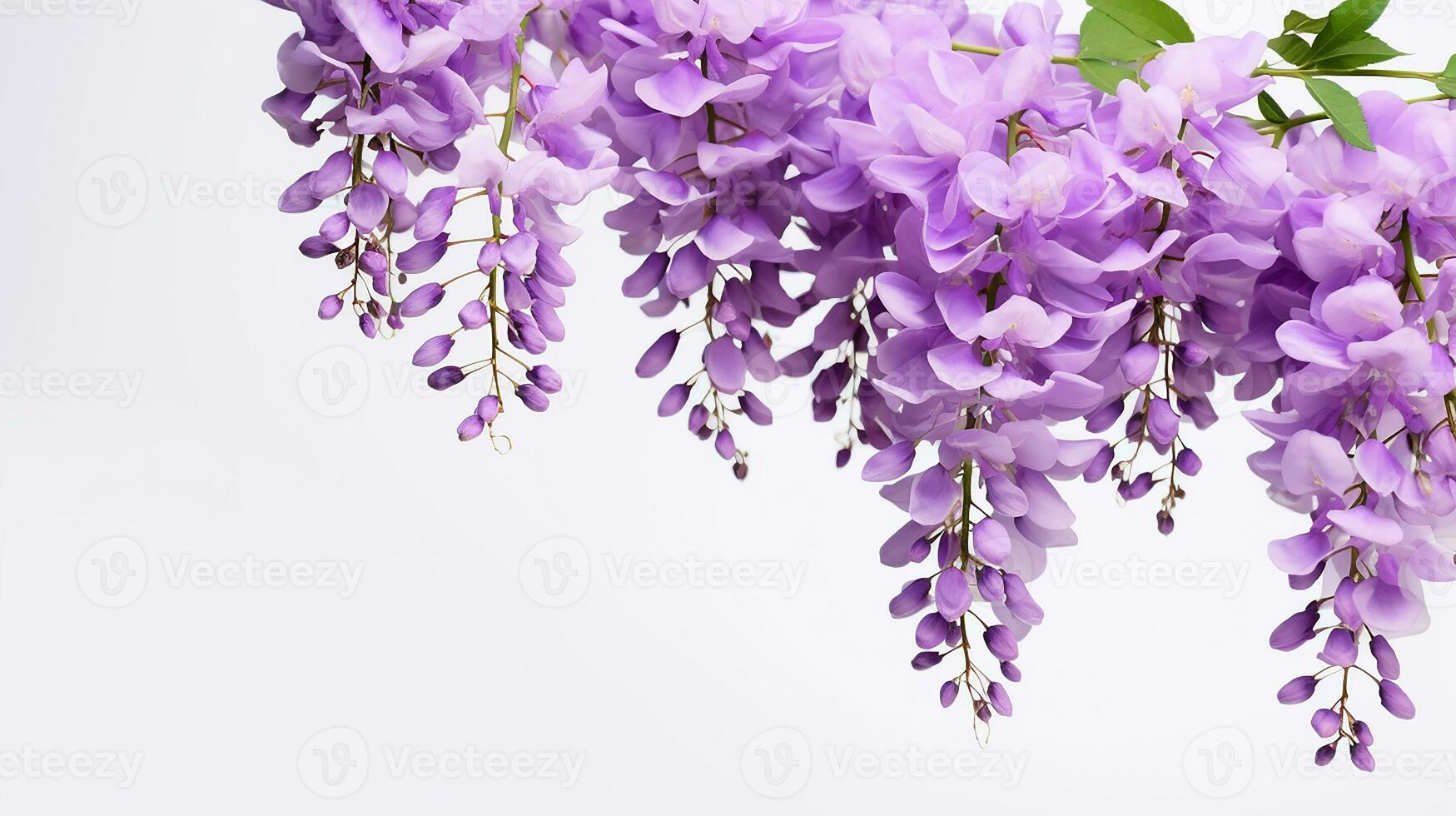 Photo of beautiful Wisteria flower isolated on white background. Generative AI