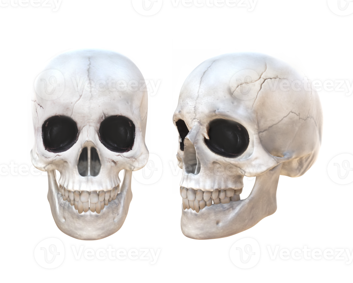 3D Rendering Skull Front And Frontside View png