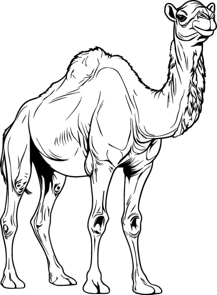 Realistic Camel Vector Illustration